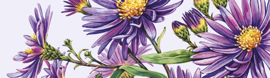 Watercolour illustrator Hannah George's illustrations for Garden & Gun magazine, showcasing the Breeder's Cup floral garlands.