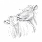 Anna Koska Secret Life of Cows News Item